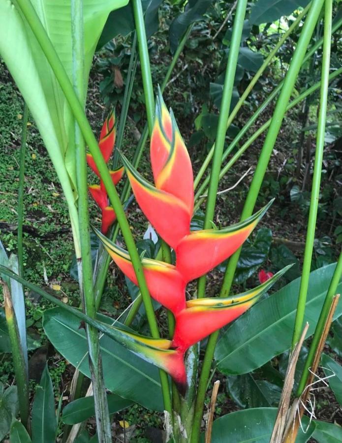 Couleur Caraibes-Cocobeach Martinique Pierre Et Vacances Sainte-Luce Ngoại thất bức ảnh
