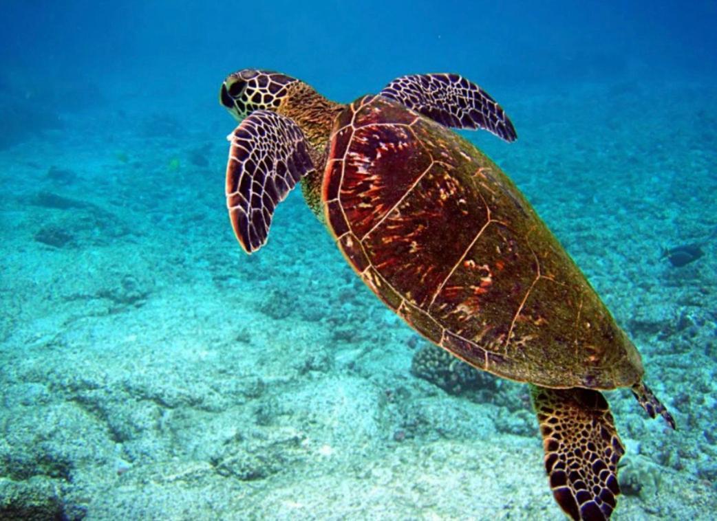 Couleur Caraibes-Cocobeach Martinique Pierre Et Vacances Sainte-Luce Ngoại thất bức ảnh