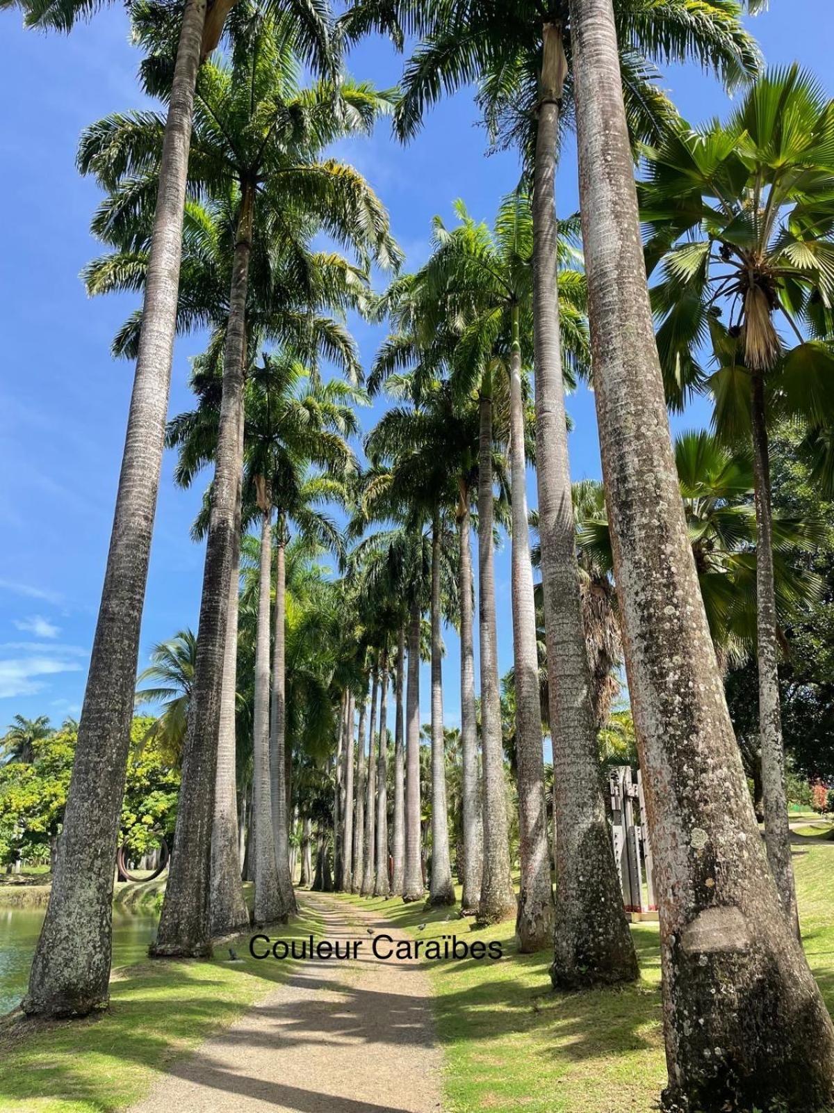 Couleur Caraibes-Cocobeach Martinique Pierre Et Vacances Sainte-Luce Ngoại thất bức ảnh