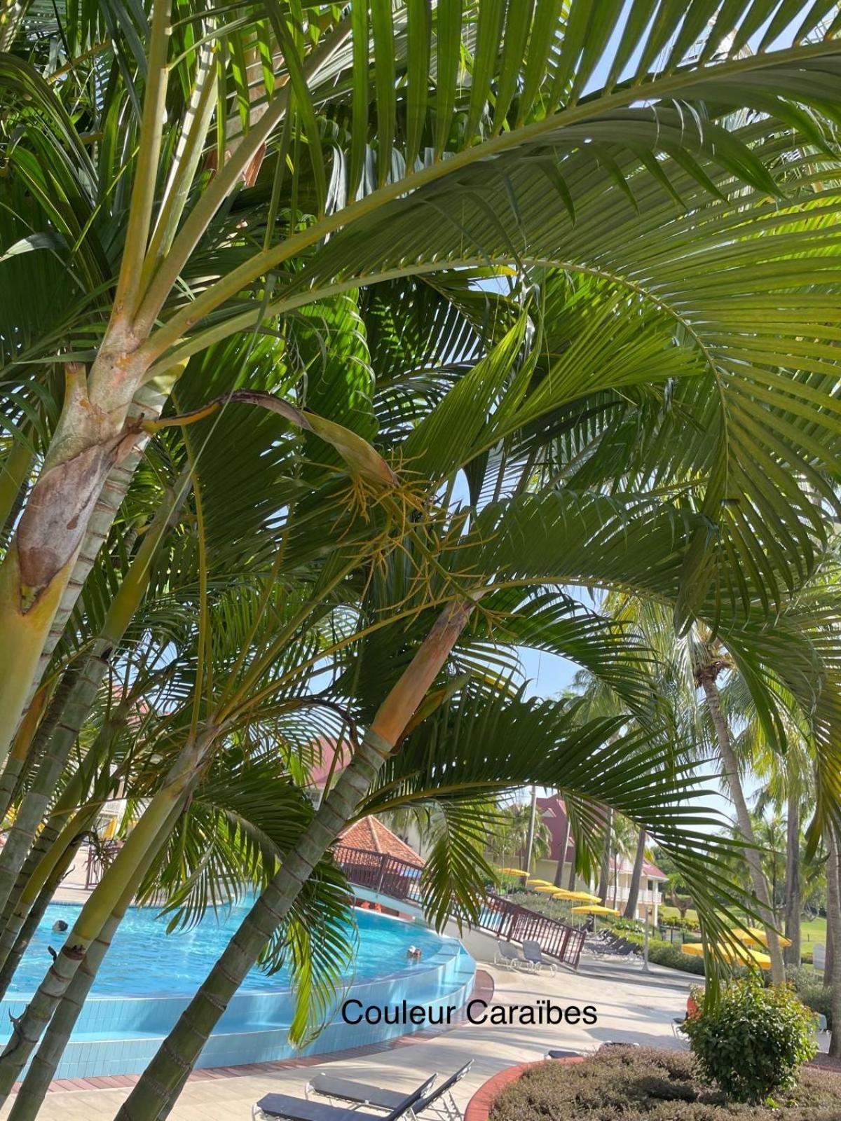 Couleur Caraibes-Cocobeach Martinique Pierre Et Vacances Sainte-Luce Ngoại thất bức ảnh